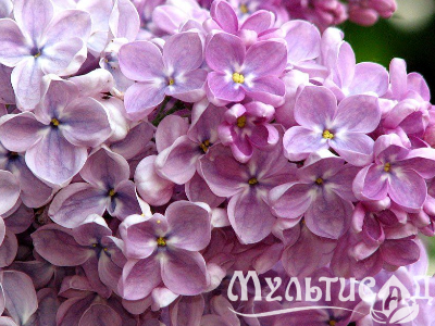 Креатив без названия (23)
