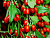image_8165532_16180310