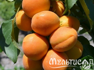 Дизайн без названия (1)