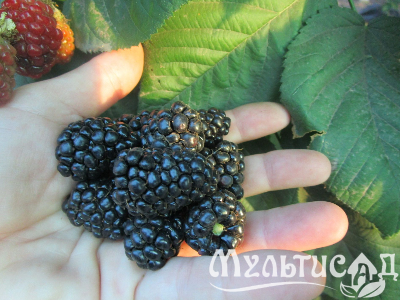 Креатив без названия (2)