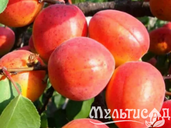 Дизайн без названия (3)