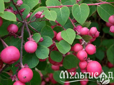 Туя (92)