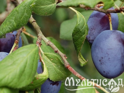 Креатив без названия (15)