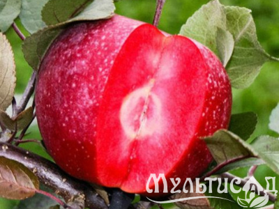 Дизайн без названия (15)