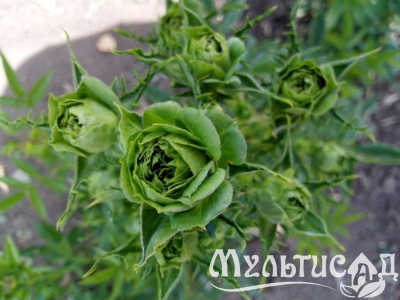 Дизайн без названия