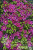 1b25044d40f9e67cb9c349bb6eccf2f1 1b25044d40f9e67cb9c349bb6eccf2f1