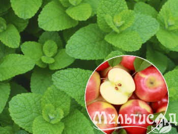 Креатив без названия (5)