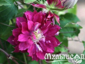 image_7681564_14918793 (1)