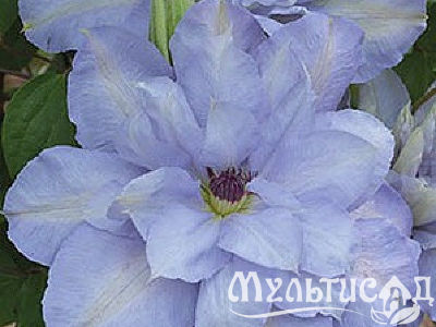 image_7681564_14920700