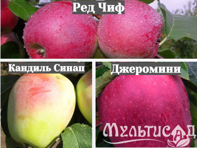 Ноябрьская (33)