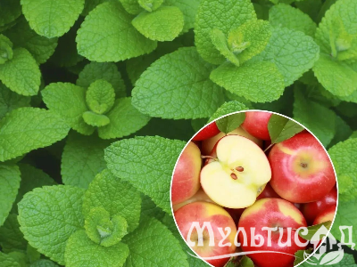 Креатив без названия (5)