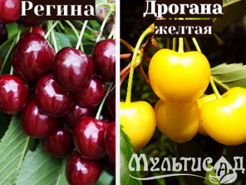 Ноябрьская (6)