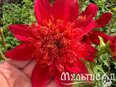 Креатив без названия (92)