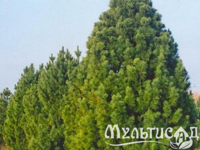 Туя - 2025-11-16T113819.680