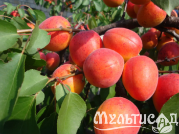 Дизайн без названия (2)