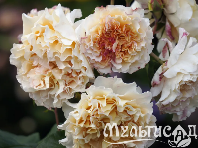 Креатив без названия (4)
