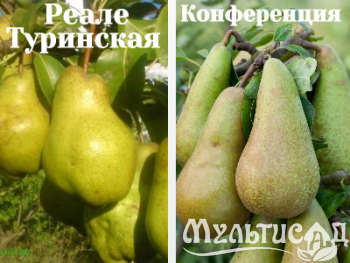 Ноябрьская (3)