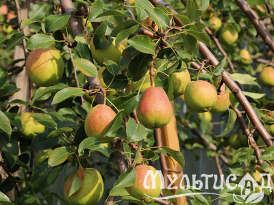 Дизайн без названия