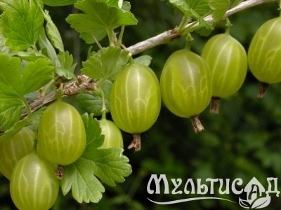 Картинка с сайта