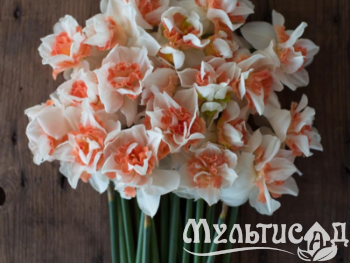 Дизайн без названия (3)